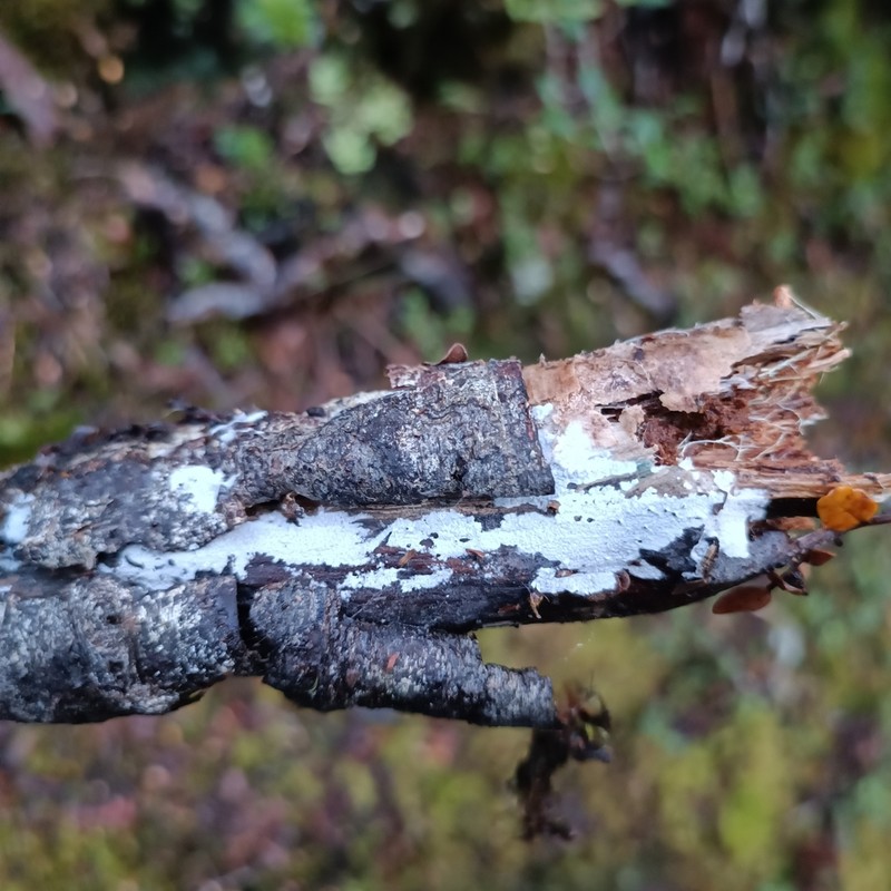 Athelia Lichen photo 6