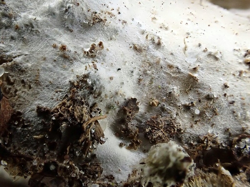 Athelia Lichen photo 8