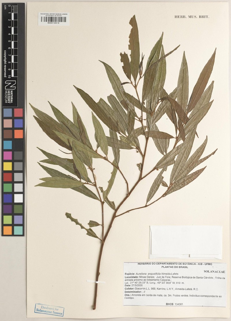 Athenaea angustifolia