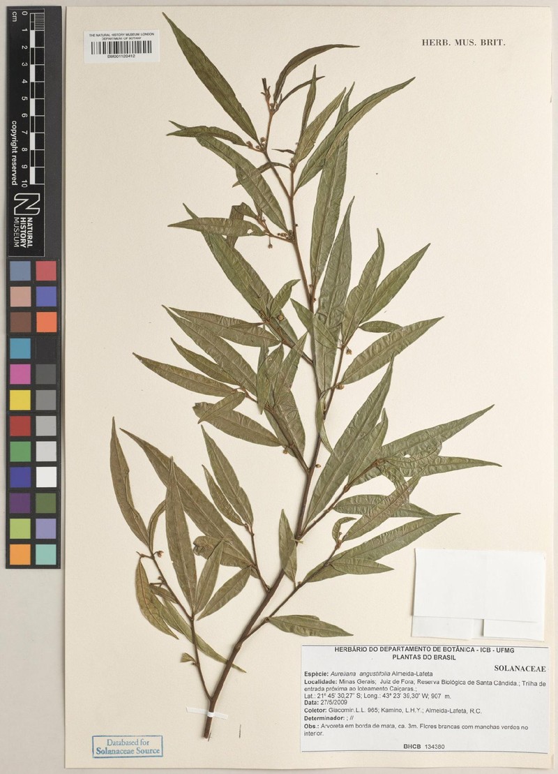 Athenaea angustifolia photo 2
