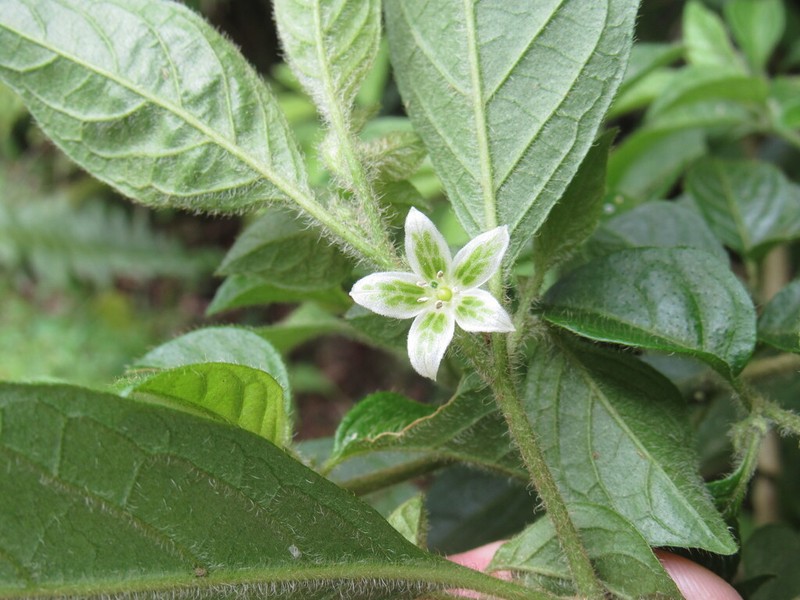Athenaea fasciculata photo 2