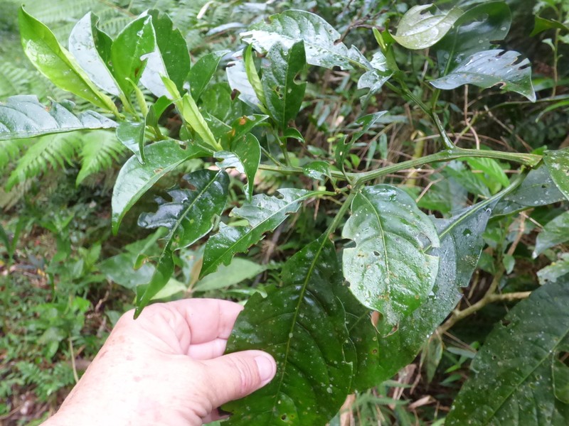Athenaea fasciculata photo 3
