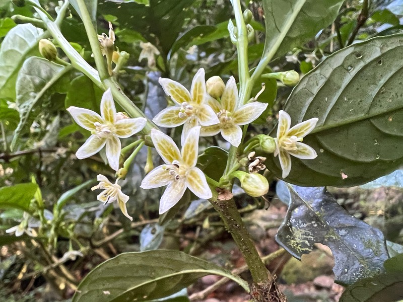 Athenaea fasciculata photo 4