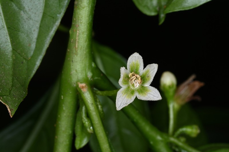 Athenaea fasciculata photo 5
