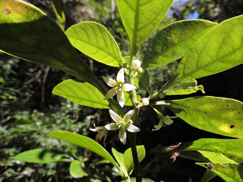 Athenaea fasciculata photo 6