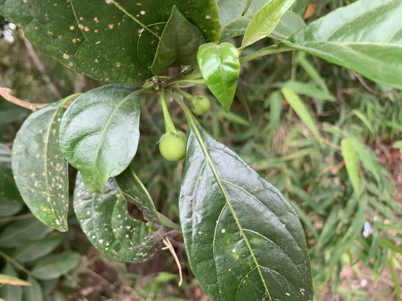 Athenaea fasciculata photo 7