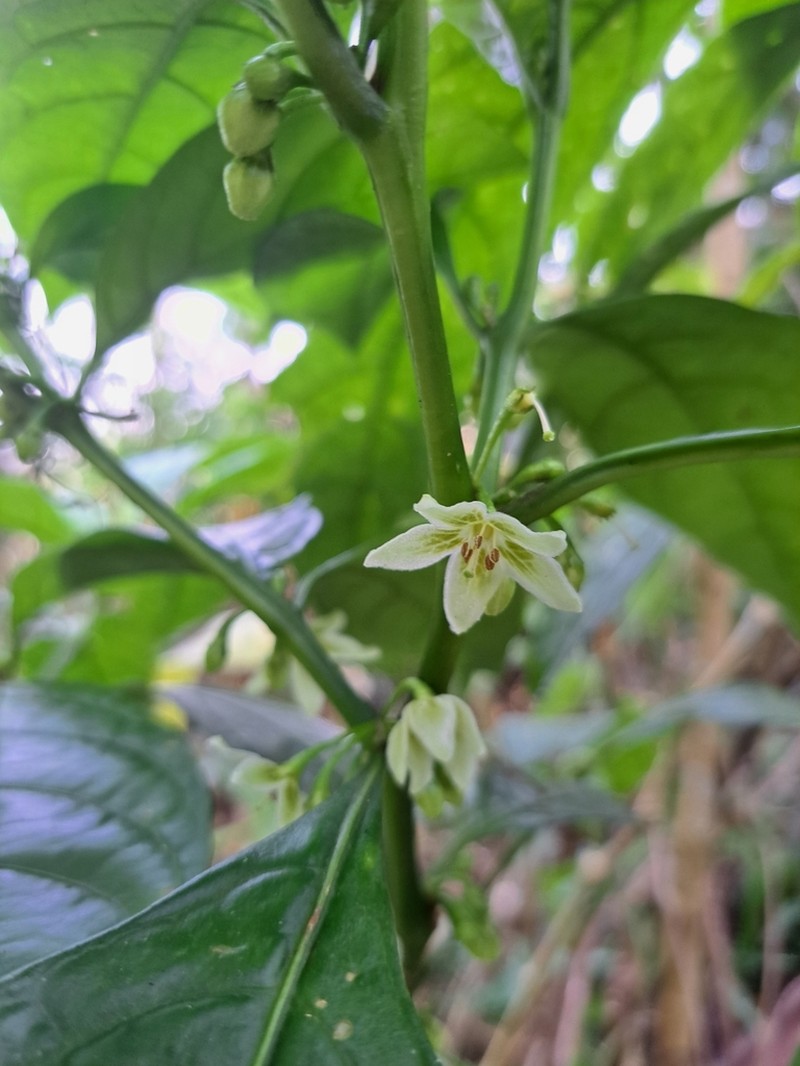Athenaea fasciculata photo 8