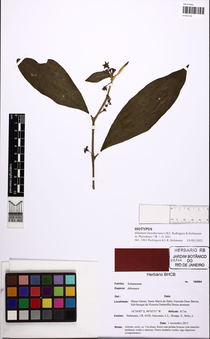 Athenaea hunzikeriana