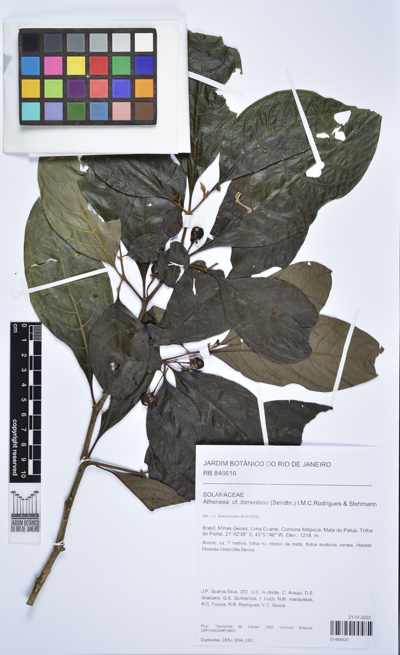 Athenaea tomentosa