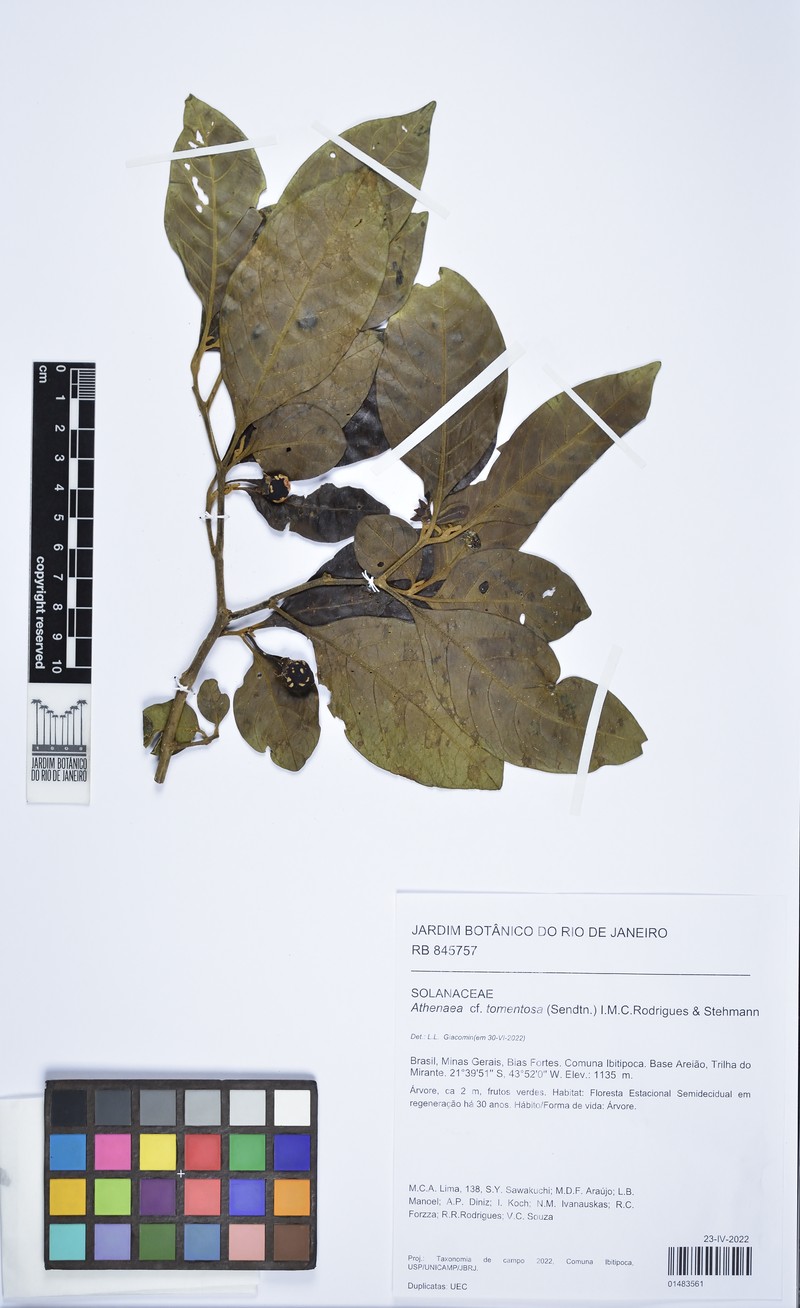 Athenaea tomentosa photo 2