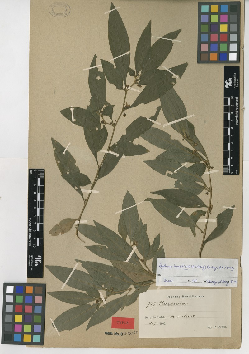 Athenaea tomentosa photo 3