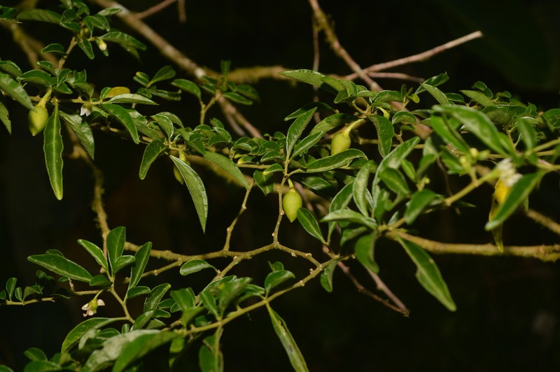 Athenaea wettsteiniana