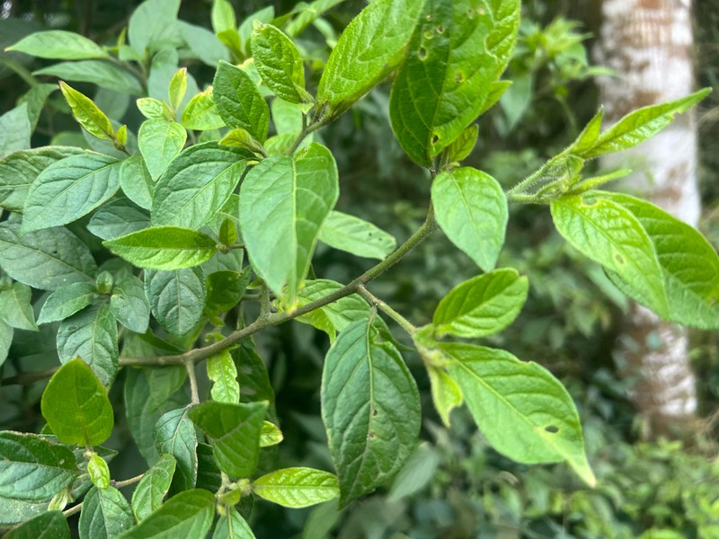Athenaea wettsteiniana photo 3