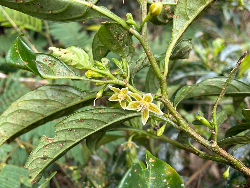 Athenaea wettsteiniana photo 4