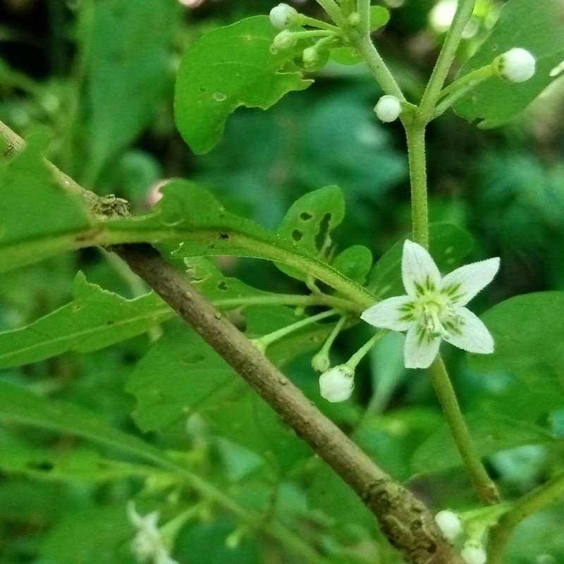 Athenaea wettsteiniana photo 5