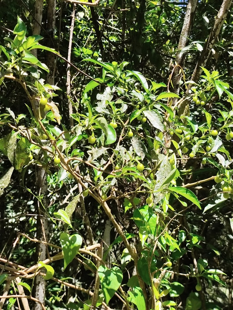 Athenaea wettsteiniana photo 6