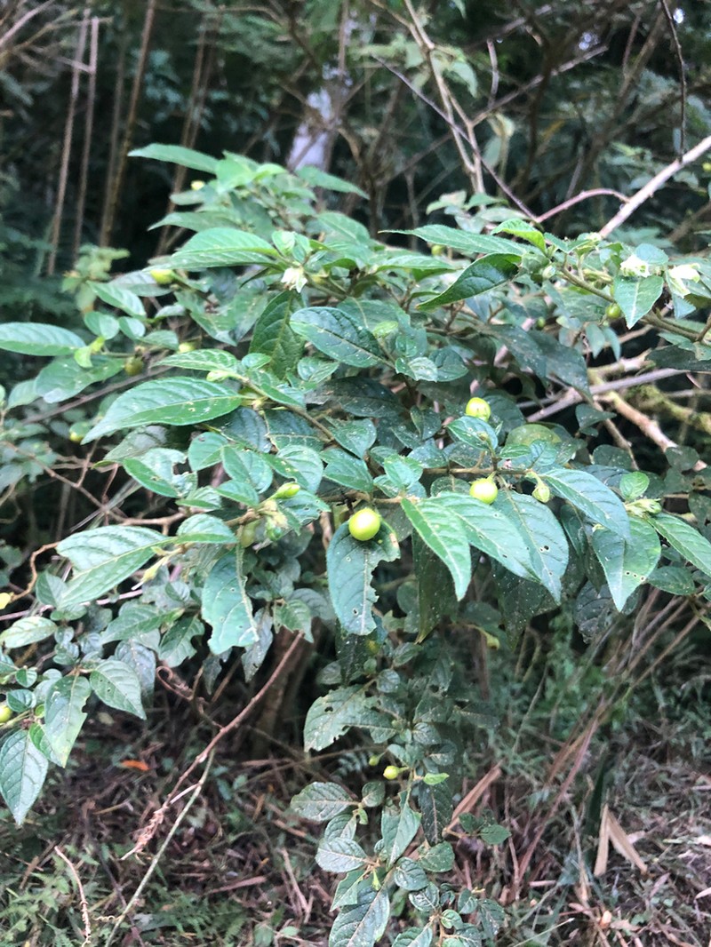 Athenaea wettsteiniana photo 7