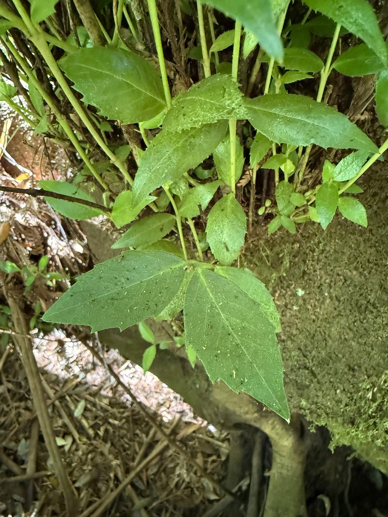 Atherosperma moschatum subsp. moschatum