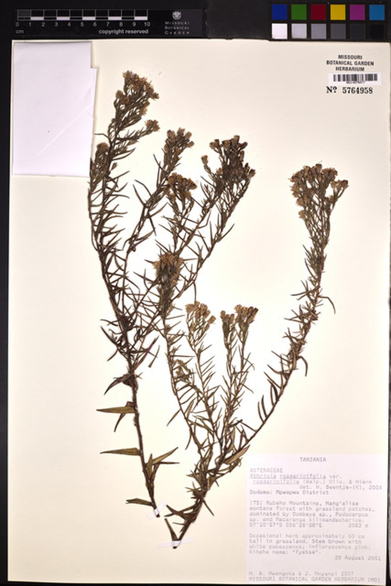 Athrixia rosmarinifolia var. rosmarinifolia