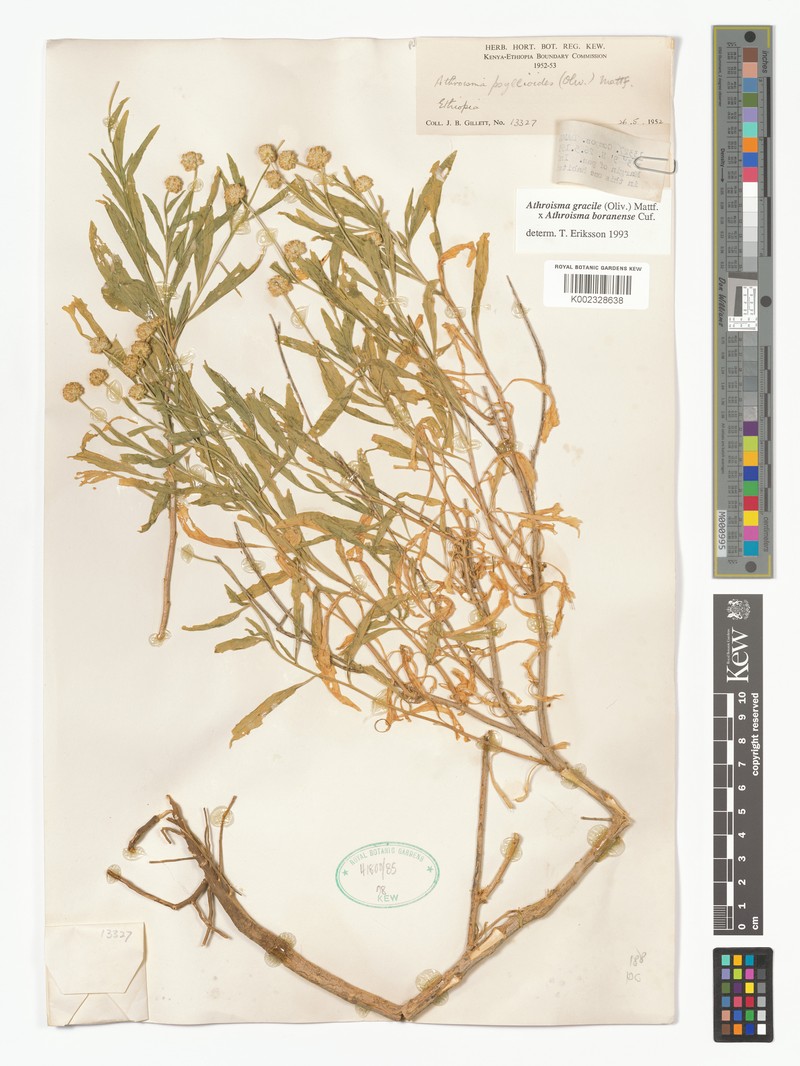 Athroisma boranense