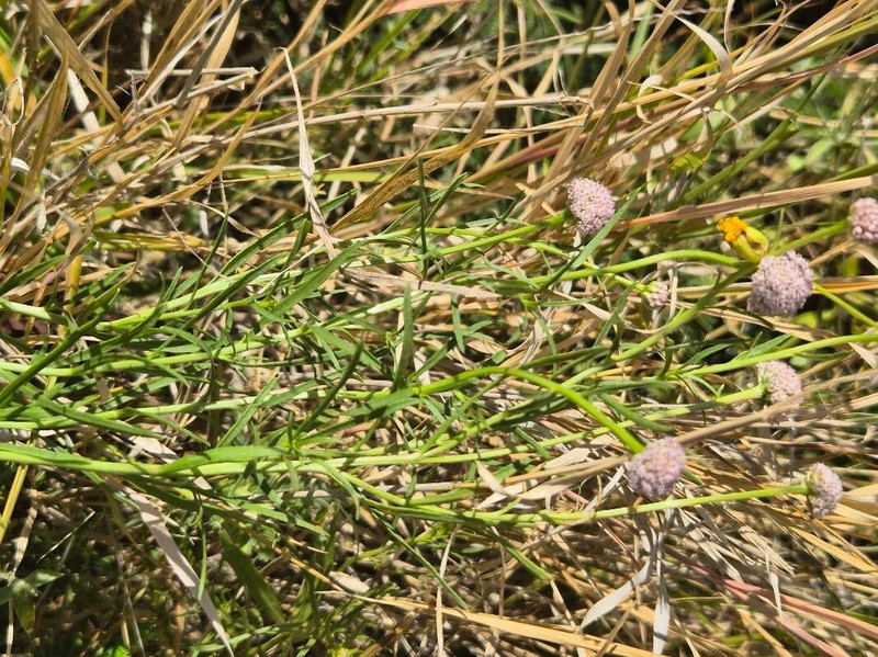 Athroisma gracile