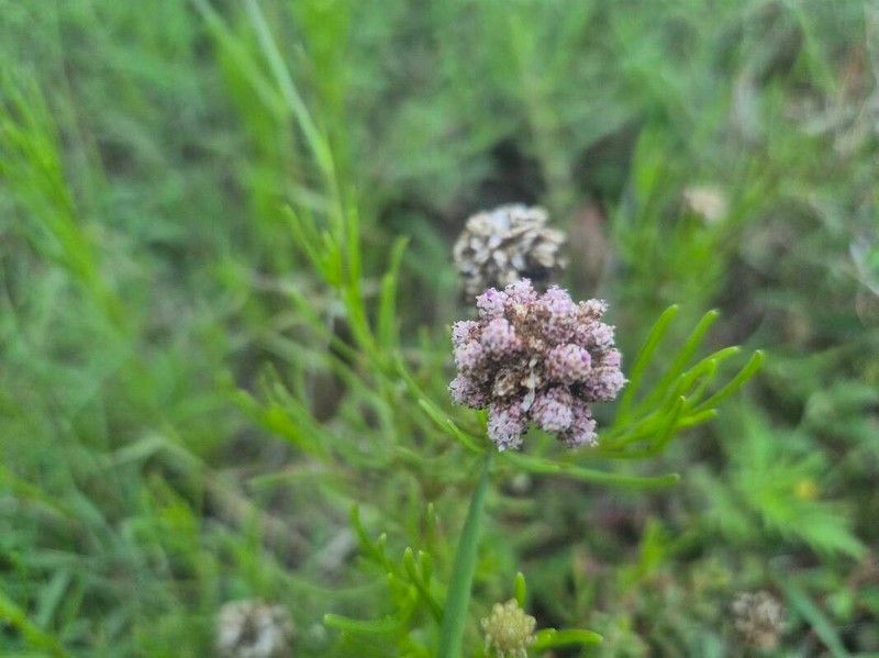 Athroisma gracile photo 2