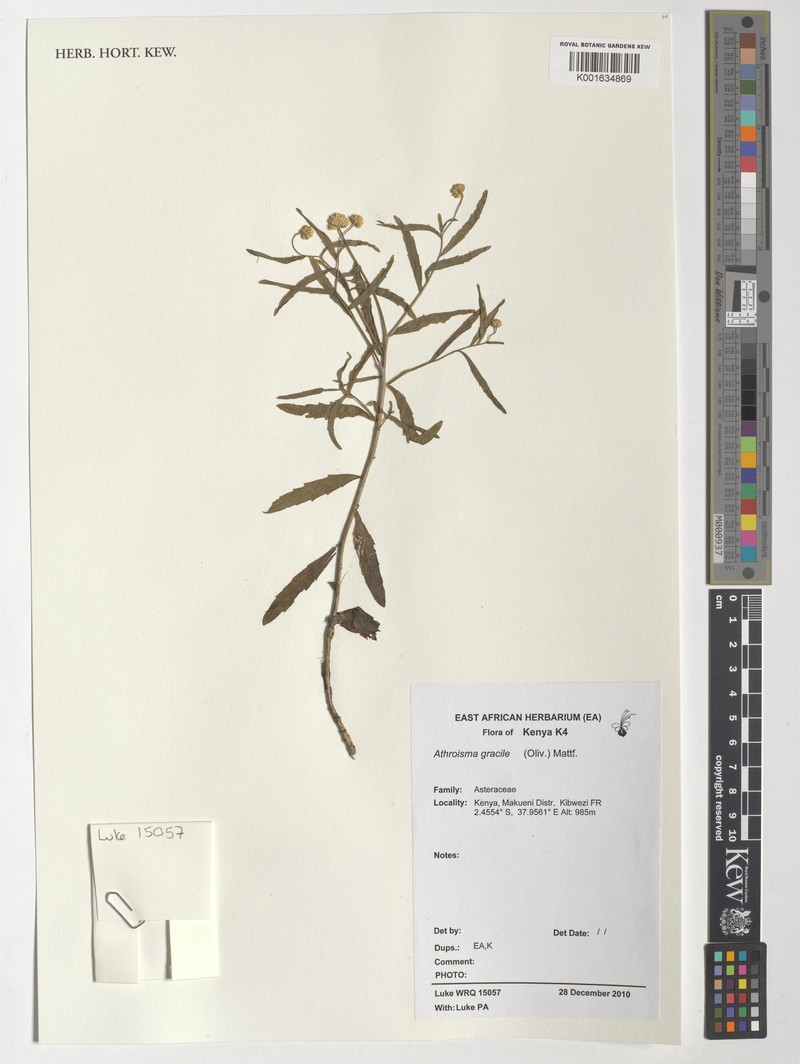 Athroisma gracile photo 3