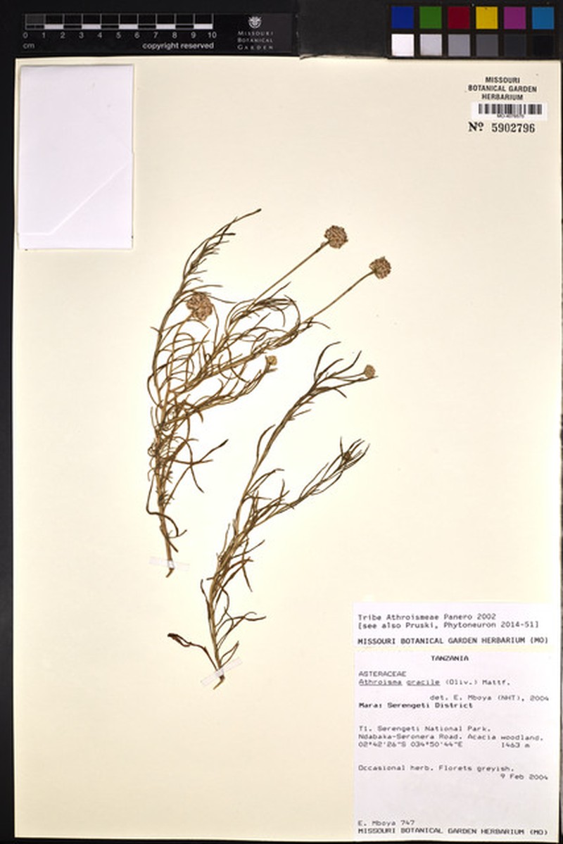 Athroisma gracile photo 4