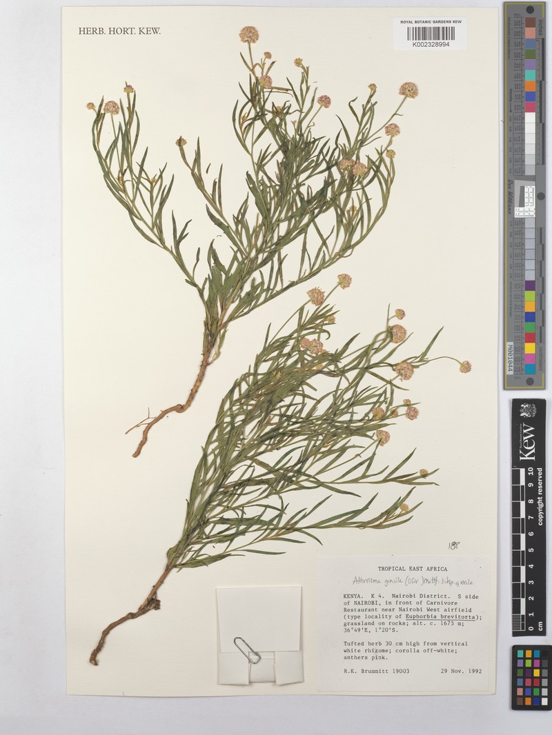 Athroisma gracile subsp. gracile