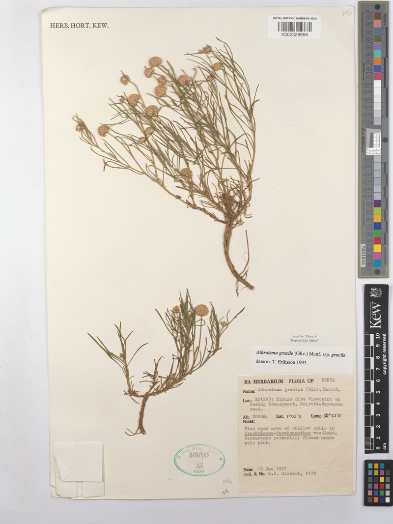 Athroisma gracile subsp. gracile photo 2