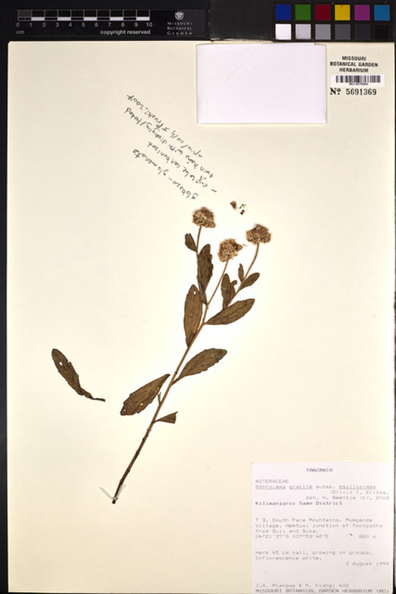 Athroisma gracile subsp. psyllioides