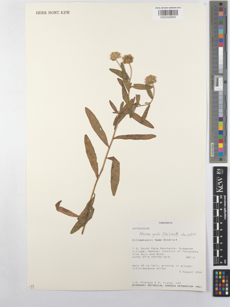 Athroisma gracile subsp. psyllioides photo 2