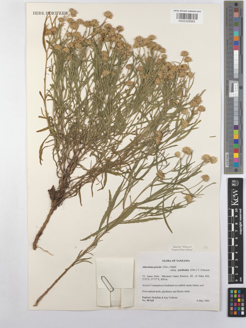 Athroisma gracile subsp. psyllioides photo 3