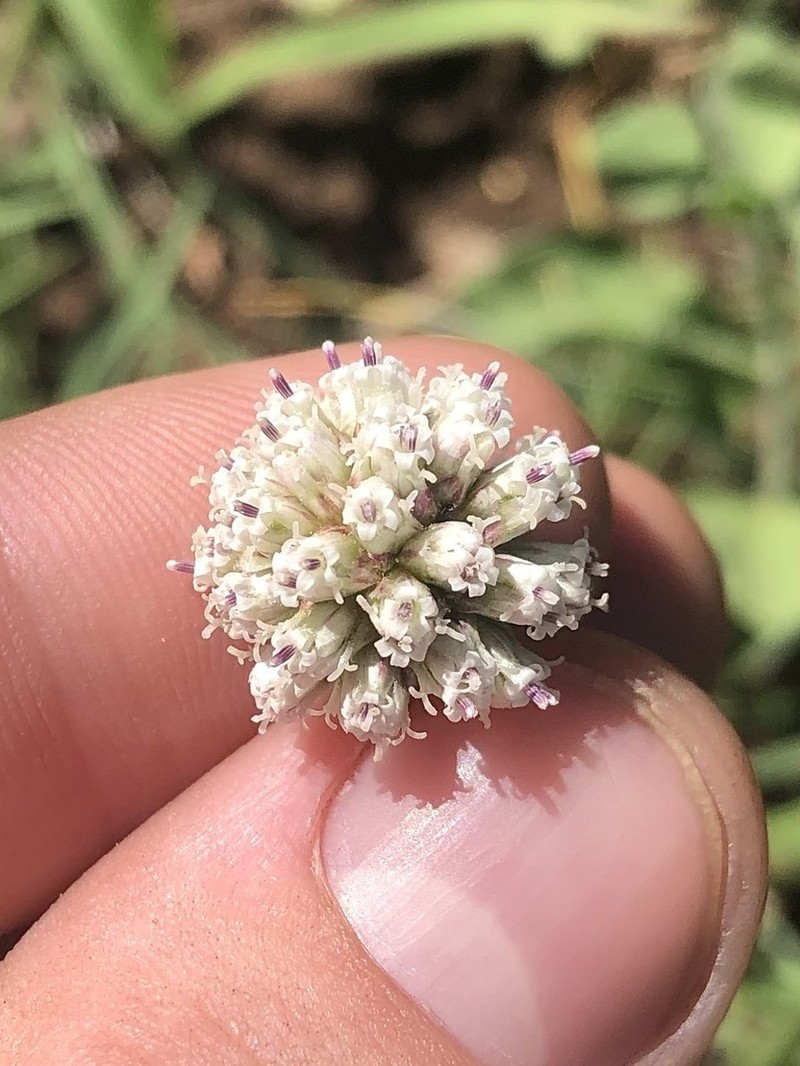 Athroisma hastifolium