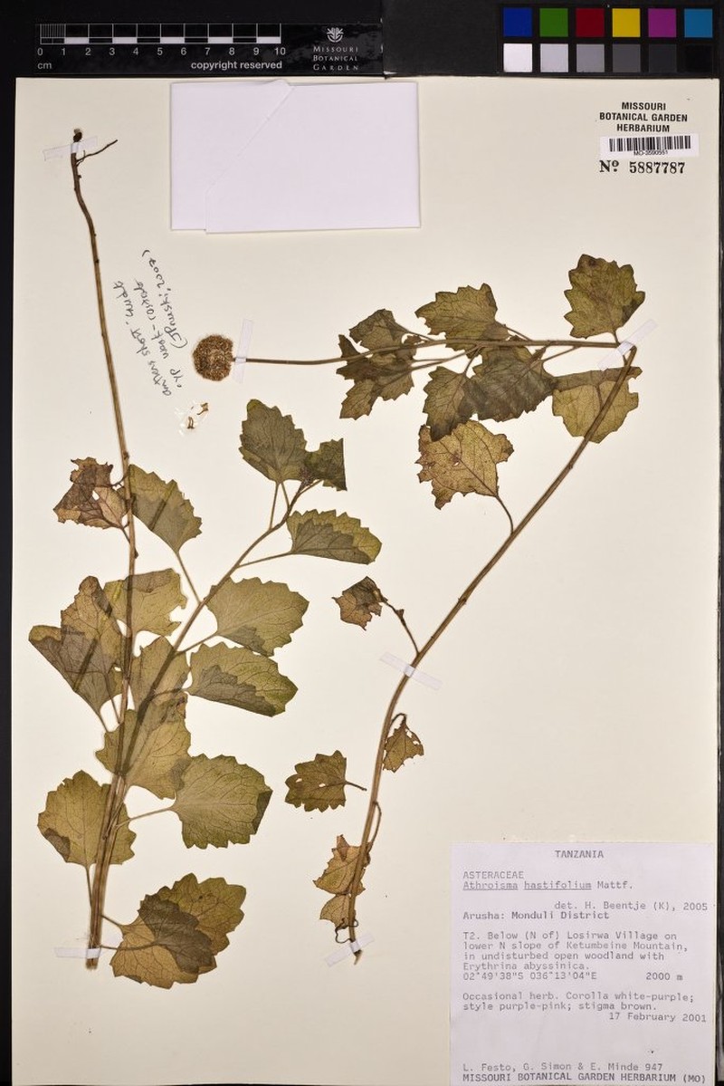 Athroisma hastifolium photo 3