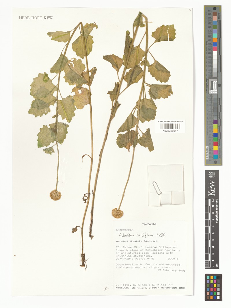 Athroisma hastifolium photo 4