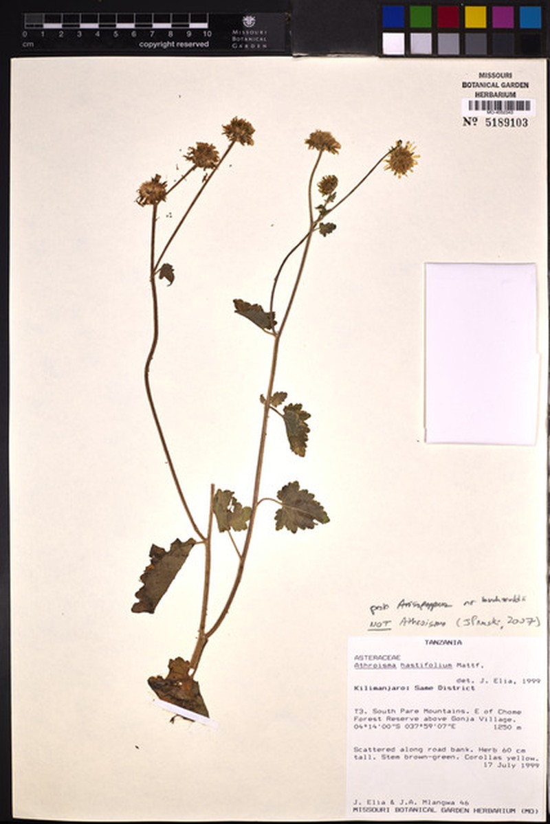 Athroisma hastifolium photo 5