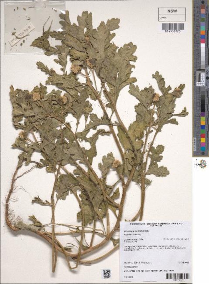 Athroisma laciniatum