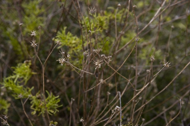 Athroisma pinnatifidum photo 2