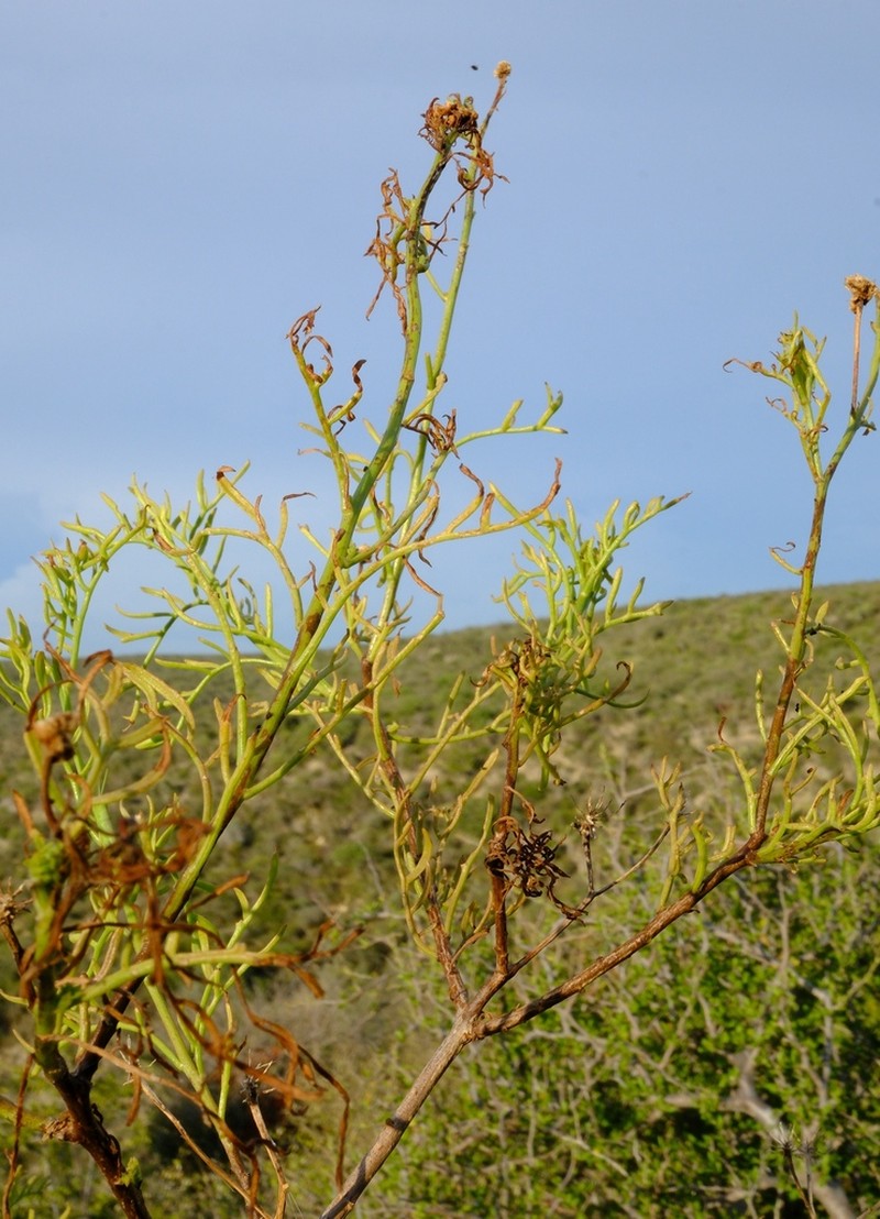 Athroisma pinnatifidum photo 3
