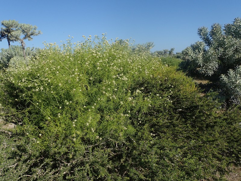Athroisma pinnatifidum photo 4