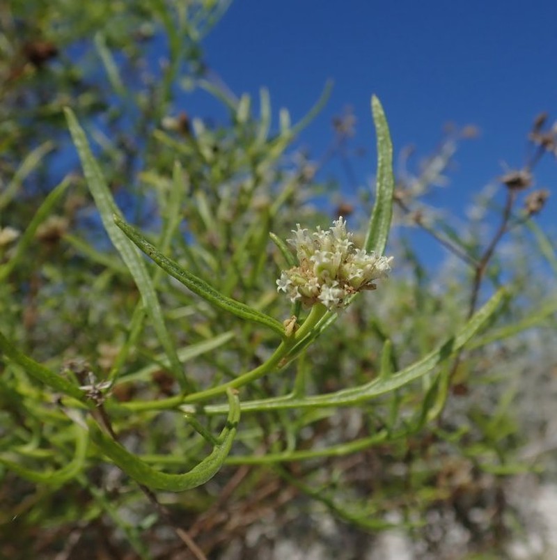 Athroisma pinnatifidum photo 5