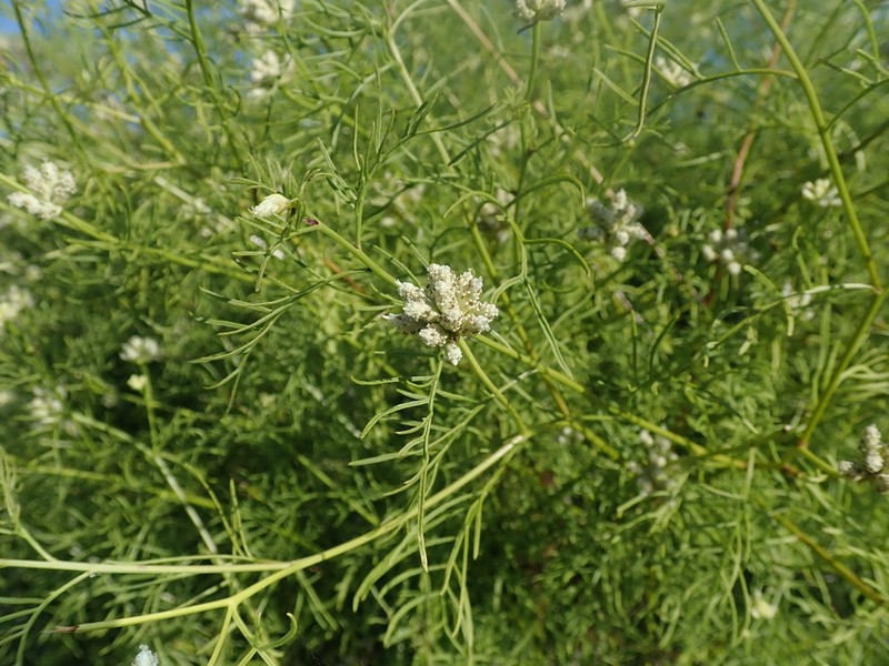 Athroisma proteiforme photo 2