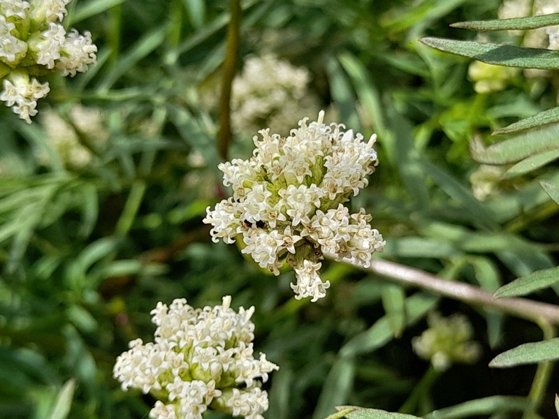 Athroisma proteiforme photo 3