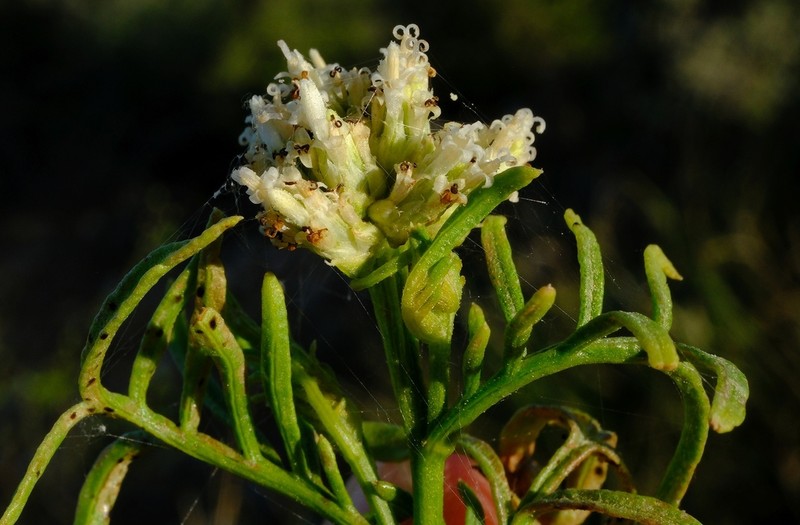 Athroisma proteiforme photo 4
