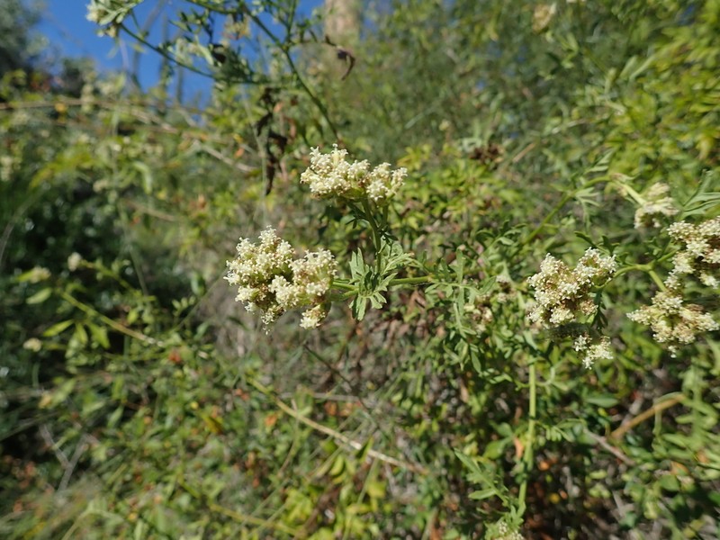 Athroisma proteiforme photo 6