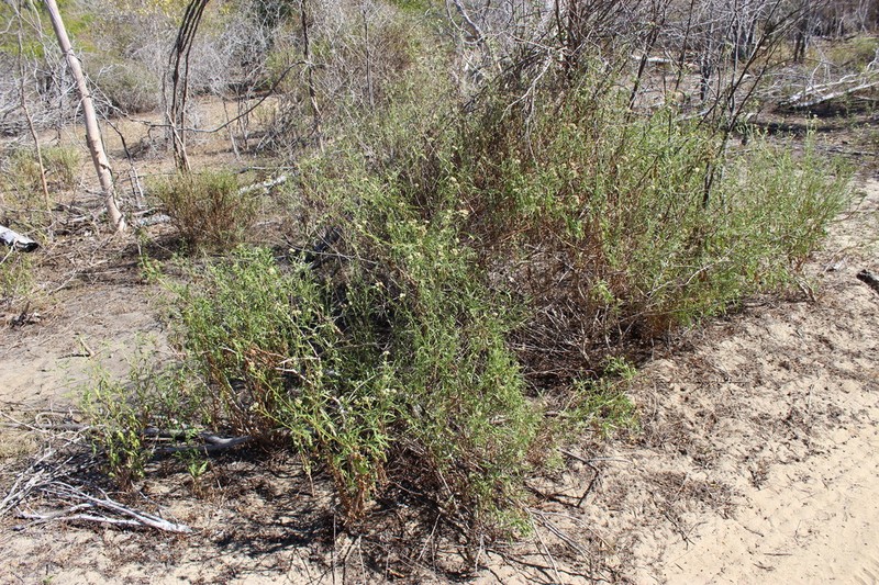 Athroisma proteiforme photo 7