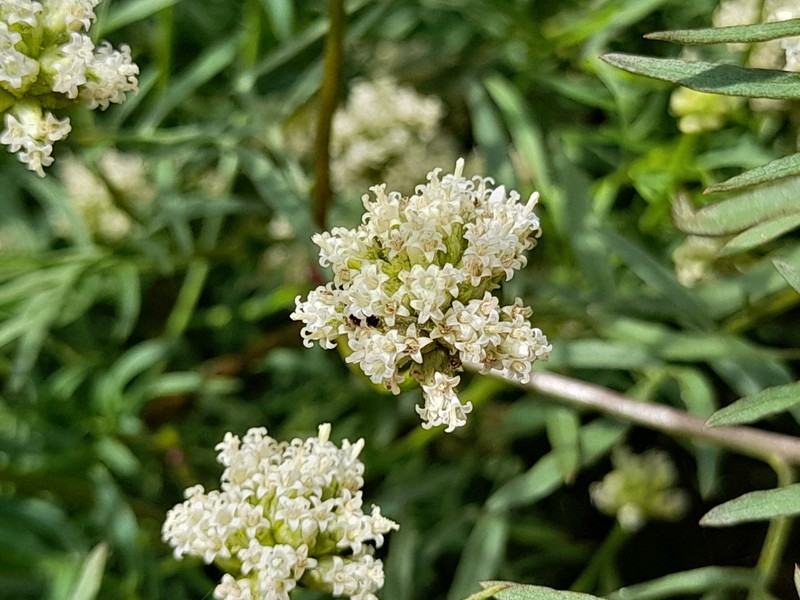 Athroisma proteiforme photo 8