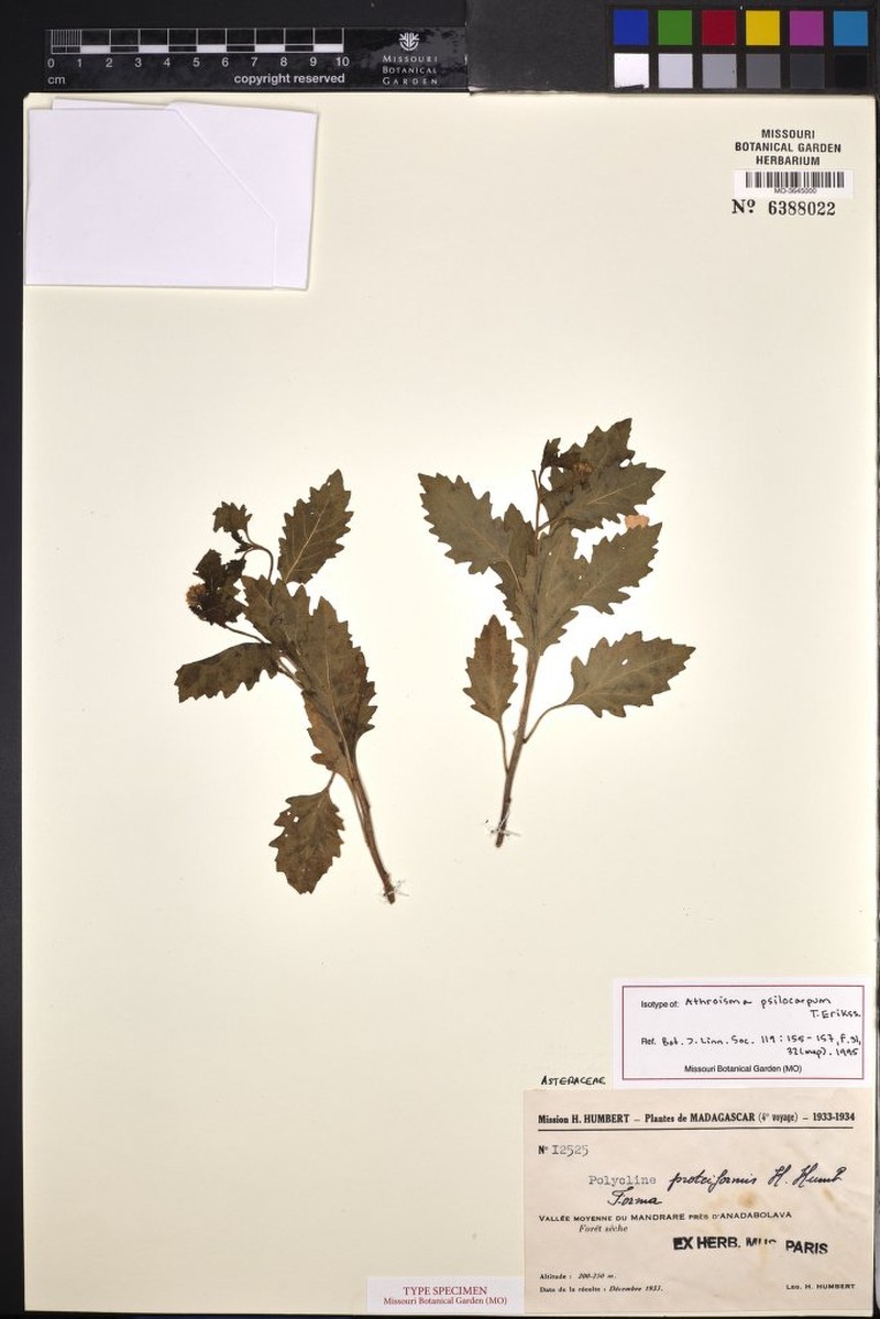 Athroisma psilocarpum