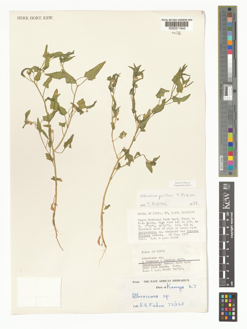 Athroisma pusillum